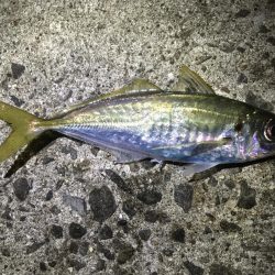 アジ釣り